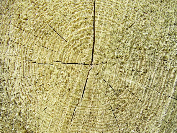 Wood texture of cut tree trunk, close-up. Cross section of tree trunk showing growth rings. Tree rings background and saw cut tree trunk.