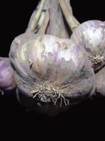 Bulb of garlic on black background. A garlic bunch closeup photo.