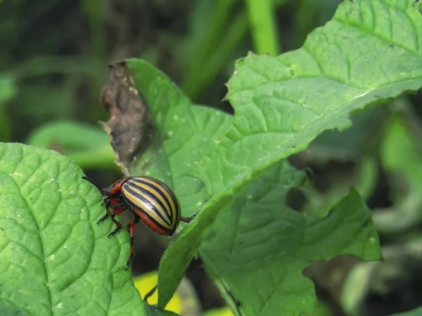 Colorado potato beetle eats a green potato leaves in nature, natural background, close view. Pests destroy a crop in the field. Parasites in wildlife and agriculture.