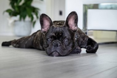 Güzel Fransız Bulldog brigee dinlenirken 