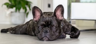 Güzel Fransız Bulldog brigee dinlenirken 
