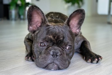 Güzel Fransız Bulldog brigee dinlenirken 
