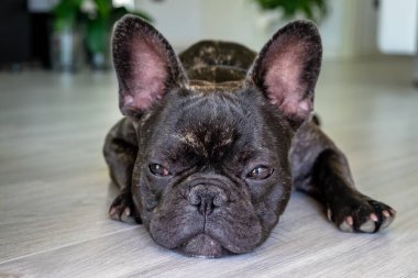 Güzel Fransız Bulldog brigee dinlenirken 
