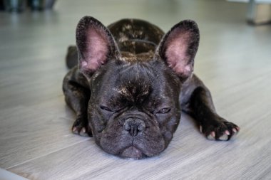 Güzel Fransız Bulldog brigee dinlenirken 