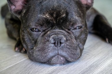Güzel Fransız Bulldog brigee dinlenirken 