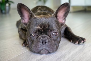 Güzel Fransız Bulldog brigee dinlenirken 
