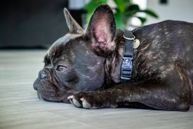 Güzel Fransız Bulldog brigee dinlenirken 