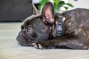 Güzel Fransız Bulldog brigee dinlenirken 
