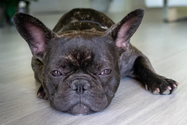 Güzel Fransız Bulldog brigee dinlenirken 
