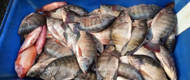 Fresh Tilapia Fish. traditional fish sale in the market at Asia, fresh fish