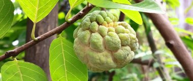 Custard apple. Sugar apple or Custard apple on a still attached to the branch with vibrant green leaves