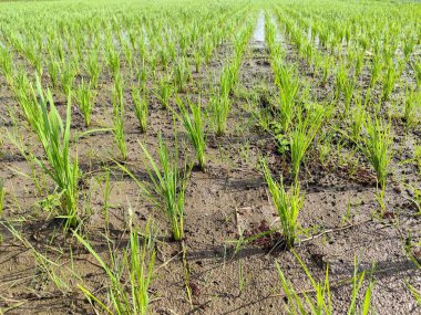 Kırsalda pirinç tarlası