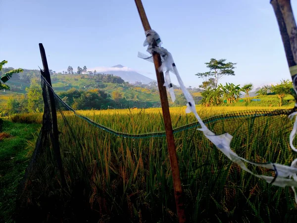 Arkasında çit ve dağ olan bir arazi.