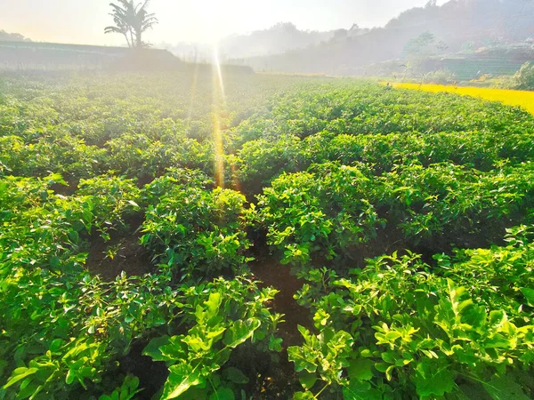 Ağaçların arasından parlayan güneşin olduğu bir ekin tarlası.