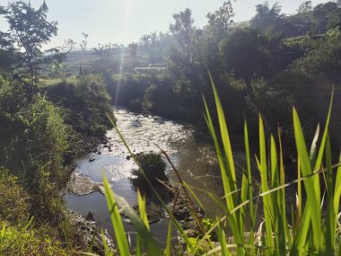 Bir nehir yemyeşil bir ormanın içinden akıyor.