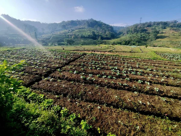Arkasında dağ olan bir ekin tarlası.