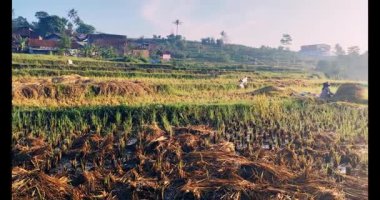 Sabah pirinç tarlası