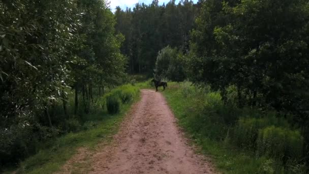 1800 Talet Ryttare Rider Häst Med Beagle Hundar Natur Vitryska — Stockvideo