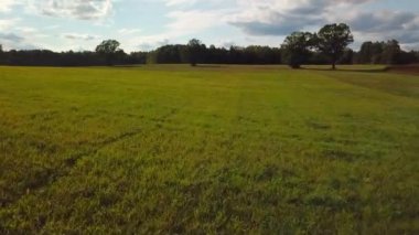 buğday alan, drone ile DJI indeks işlem mavic pro uçuşlar yaz, yollar köy ile Beyaz Rusya'nın alanları, alanları ile sarı ağaçlar, çam ormanlar ve alanları Beyaz Rusya, Rusya'nın trees.flights