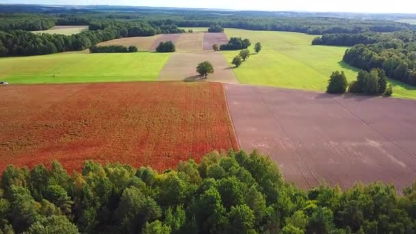 항공기 Mavic 프로가 항공편 마을을 벨로루시의 노란색 나무와 소나무 벨로루시 — 비디오