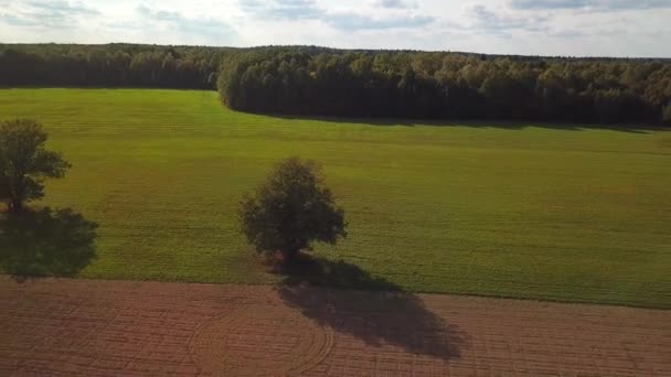 荞麦田 夏天在白俄罗斯的田野上飞行的无人机 Dji Mavic 亲航班 穿过村庄的道路 有黄色树木的田地 — 图库视频影像