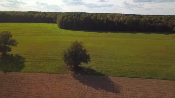 Kasza Gryczana Pola Dron Dji Mavic Pro Loty Polach Białorusi — Wideo stockowe