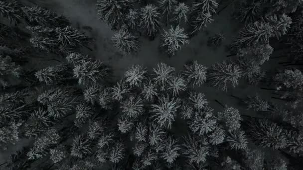 Vuelo Dji Mavic Pro Sobre Las Carreteras Cubiertas Nieve Bosques — Vídeo de stock