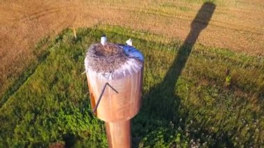 Stork yuvaların sahada dronlar Beyaz Rusya alanları üzerinde uçan yaz, yollar köy yoluyla, sarı ağaçlar, alanlarla pines. Beyaz Rusya, Rusya'nın alanları ve ormanlar üzerine uçan.