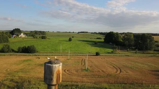 Auf Dem Feld Der Storchennester Fliegende Drohnen Über Den Feldern — Stockvideo