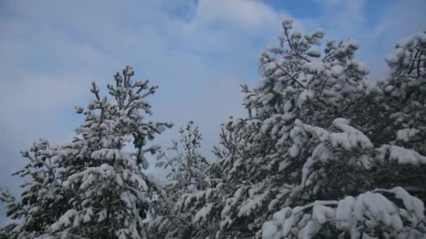 冬の風景 松と雪 松の枝や雪の中でもみ 吹雪の後 — ストック動画