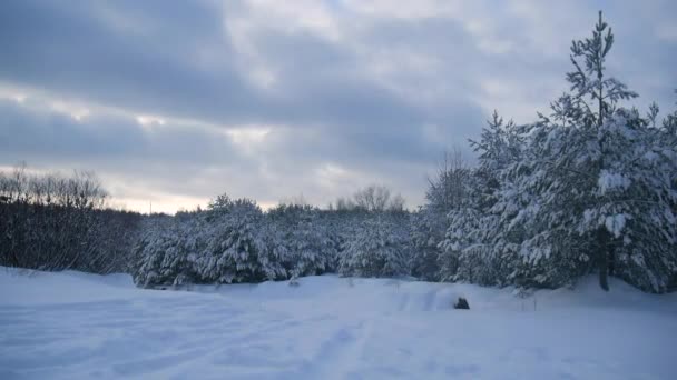 冬の風景 松と雪 松の枝や雪の中でもみ 吹雪の後 — ストック動画