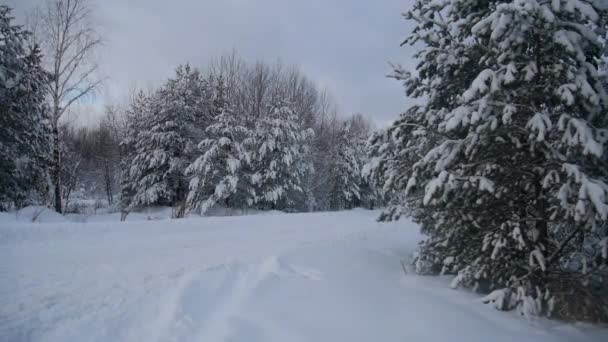 Winterlandschap Dennen Sparren Sneeuw Takken Van Dennen Sparren Sneeuw Een — Stockvideo