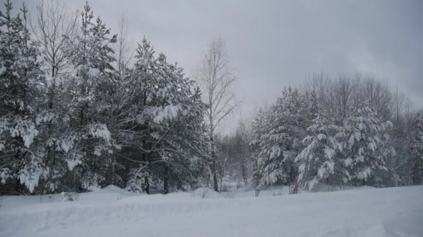 冬の風景 松と雪 松の枝や雪の中でもみ 吹雪の後 — ストック動画
