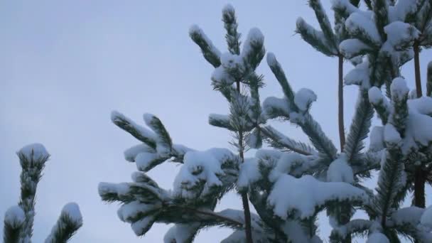 Зимовий Пейзаж Сосни Ялиці Снігу Гілки Сосен Ялинки Снігу Після — стокове відео