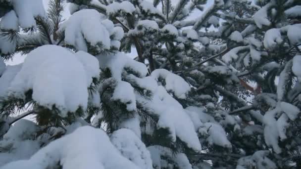 Winterlandschaft Kiefern Und Tannen Schnee Äste Von Kiefern Und Tannen — Stockvideo