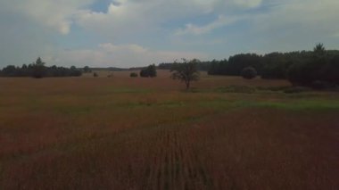 Rusya, Beyaz Rusya, Ukrayna'da karabuğday tarlaları üzerinde drone uçuş. meşe ağaçları nın bahçeleri ve ufukta bir göl, yol onarım