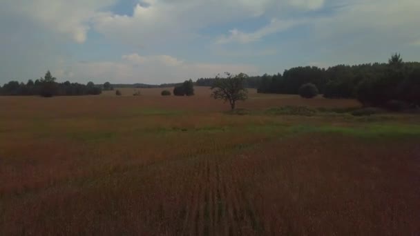 Voo Drone Sobre Campos Fagópiro Rússia Bielorrússia Ucrânia Bosques Carvalhos — Vídeo de Stock