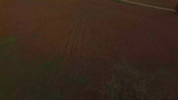 Zbor Drona Peste Câmpurile Hrișcă Din Rusia Belarus Ucraina Plantații — Videoclip de stoc
