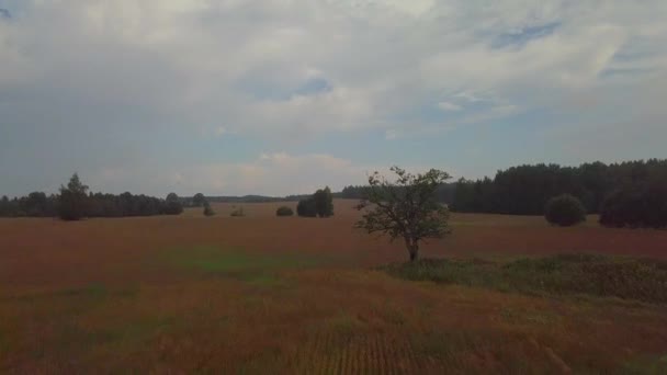 Flug Mit Der Drohne Über Buchweizenfelder Russland Weißrussland Der Ukraine — Stockvideo