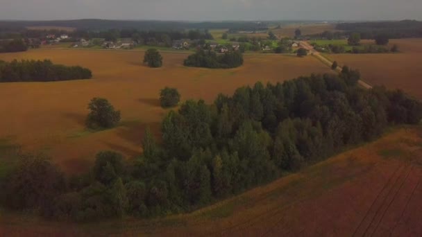 Voo Drone Sobre Campos Fagópiro Rússia Bielorrússia Ucrânia Bosques Carvalhos — Vídeo de Stock