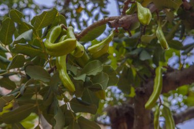 Monako yaz sokakları, sokaklarda dış detayları, çatılar, ışıklar ve kapılar, pencereler, Monte Carlo yollar. Kraliyet Meydanı, Parklar, Monako Okyanus Müzesi.