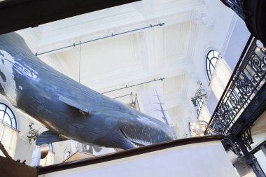 Monako yaz sokakları, sokaklarda dış detayları, çatılar, ışıklar ve kapılar, pencereler, Monte Carlo yollar. Kraliyet Meydanı, parklar, Monako'daki Okyanus Müzesi, deniz balığı.