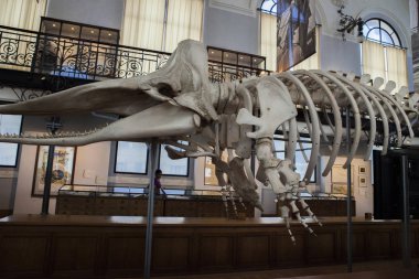 Monako yaz sokakları, sokaklarda dış detayları, çatılar, ışıklar ve kapılar, pencereler, Monte Carlo yollar. Kraliyet Meydanı, parklar, Monako'daki Okyanus Müzesi, deniz balığı.