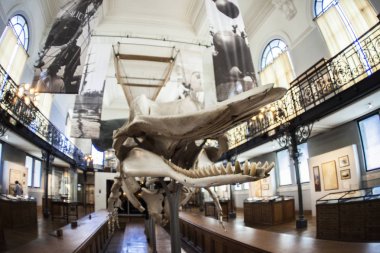 Monako yaz sokakları, sokaklarda dış detayları, çatılar, ışıklar ve kapılar, pencereler, Monte Carlo yollar. Kraliyet Meydanı, parklar, Monako'daki Okyanus Müzesi, deniz balığı.