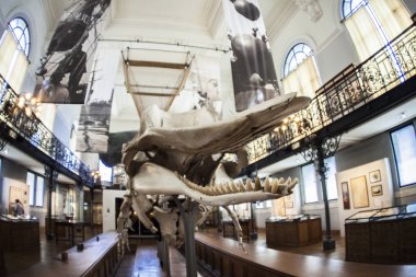 Monako yaz sokakları, sokaklarda dış detayları, çatılar, ışıklar ve kapılar, pencereler, Monte Carlo yollar. Kraliyet Meydanı, parklar, Monako'daki Okyanus Müzesi, deniz balığı.