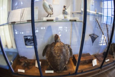 Monako yaz sokakları, sokaklarda dış detayları, çatılar, ışıklar ve kapılar, pencereler, Monte Carlo yollar. Kraliyet Meydanı, parklar, Monako'daki Okyanus Müzesi, deniz balığı.