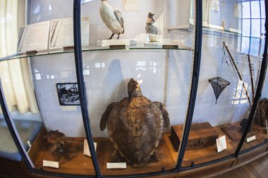 Monako yaz sokakları, sokaklarda dış detayları, çatılar, ışıklar ve kapılar, pencereler, Monte Carlo yollar. Kraliyet Meydanı, parklar, Monako'daki Okyanus Müzesi, deniz balığı.