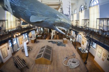 Monako yaz sokakları, sokaklarda dış detayları, çatılar, ışıklar ve kapılar, pencereler, Monte Carlo yollar. Kraliyet Meydanı, parklar, Monako'daki Okyanus Müzesi, deniz balığı.