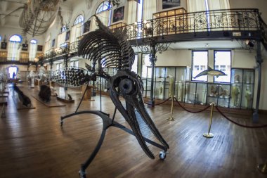 Monako yaz sokakları, sokaklarda dış detayları, çatılar, ışıklar ve kapılar, pencereler, Monte Carlo yollar. Kraliyet Meydanı, parklar, Monako'daki Okyanus Müzesi, deniz balığı.