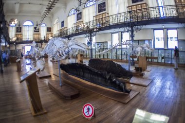 Monako yaz sokakları, sokaklarda dış detayları, çatılar, ışıklar ve kapılar, pencereler, Monte Carlo yollar. Kraliyet Meydanı, parklar, Monako'daki Okyanus Müzesi, deniz balığı.